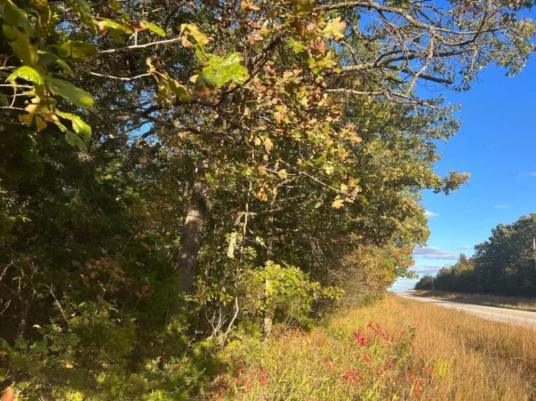 Wooded Acreage - Highway Frontage