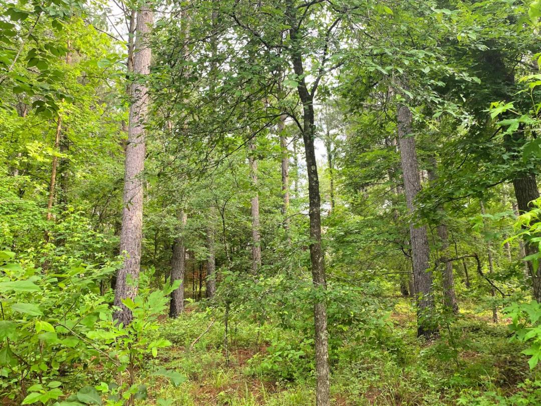 Towering Pines and Exceptional Privacy in Prime Eagle Mountain