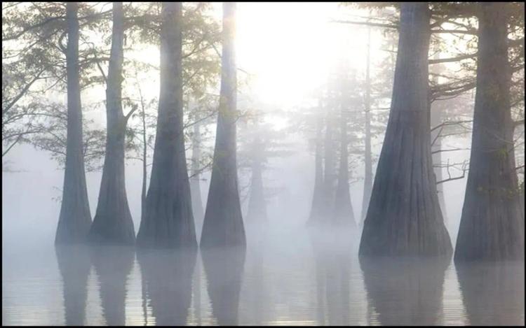 .5 Acre Lot in Wilkinson County on Lake Mary in Woodville, MS