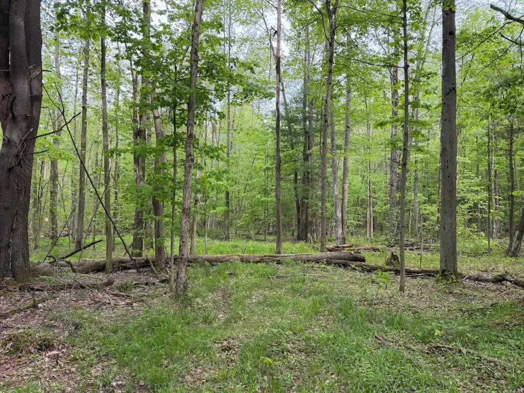 8.2 acres Hunting Land and Recreational Land in South Dayton NY Kellogg Hill Rd Lot 4