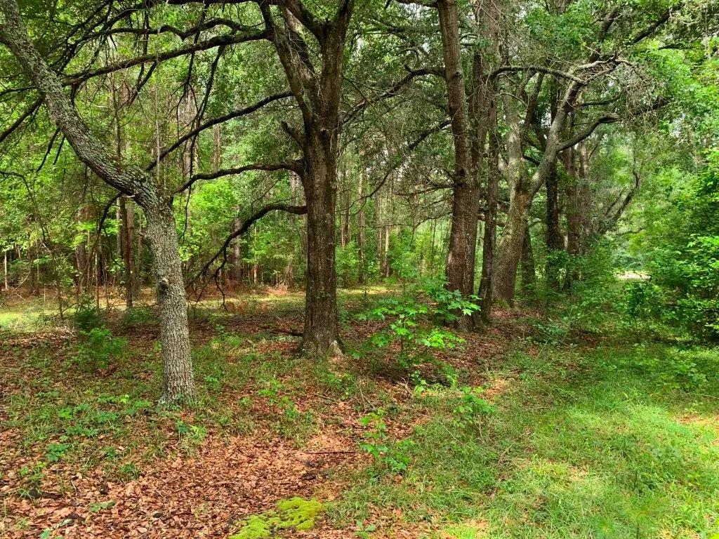 Hwy 301 Homesite