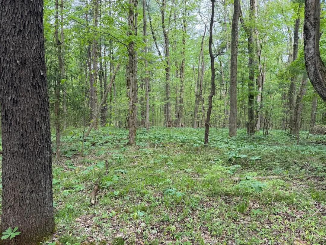 8.2 acres Hunting Land and Recreational Land in South Dayton NY Kellogg Hill Rd Lot 3