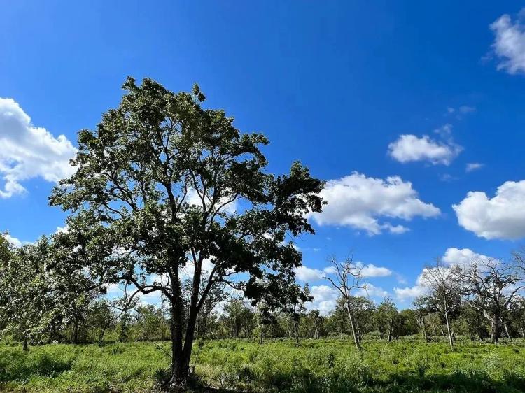 Lot 2 County Road 506 Brazoria TX 77422