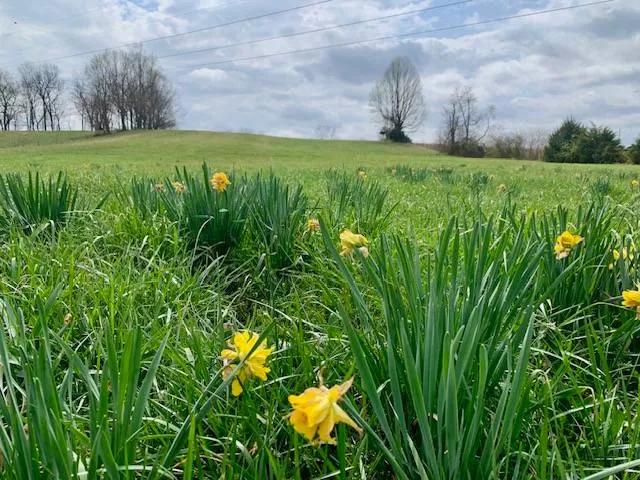 6 +/- Acres Beautiful Countryside! Great home site or mini-farm