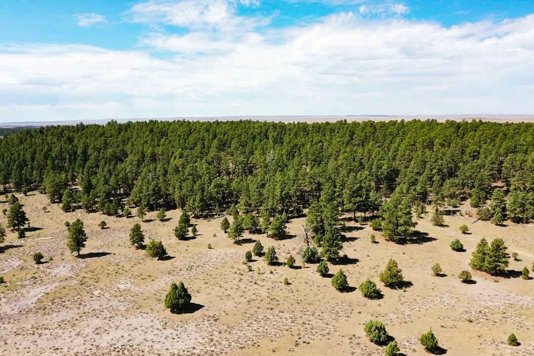 Pine Ridge lots 38-41