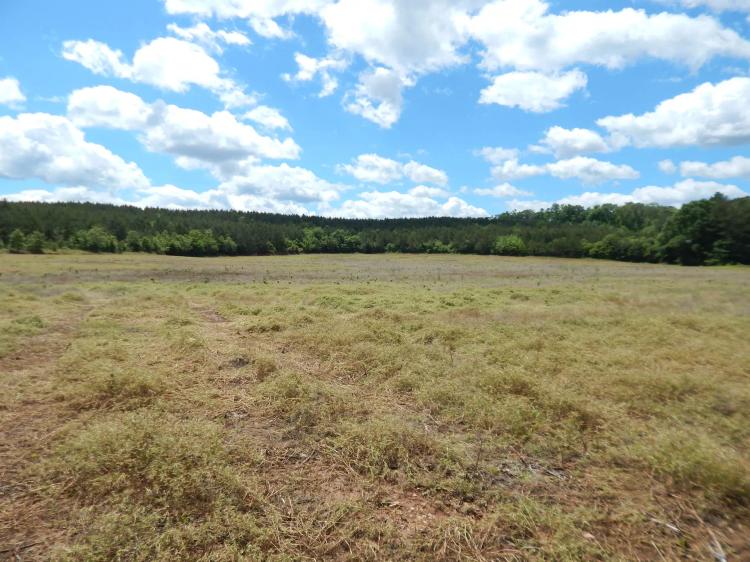 40 Acres Part Cleared Part Wooded