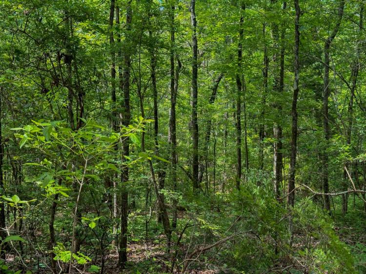 18.50 Acres at 0 Ollie McCullough Road
