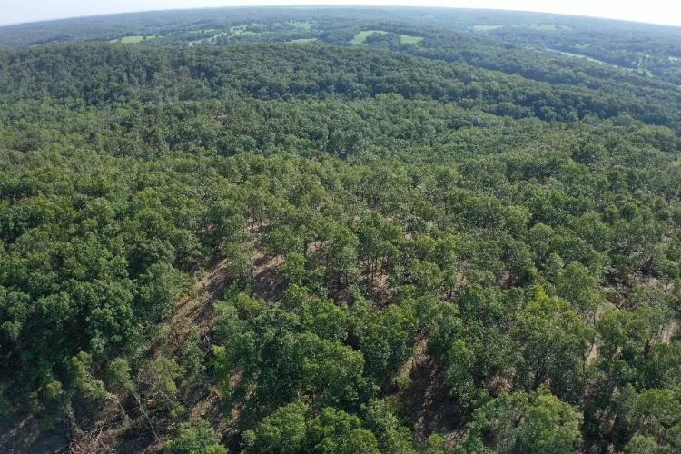 Camden County 97.58 Acre Hunting Tract