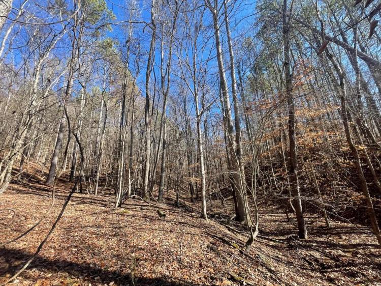 25 Acres in Wayne, Co. TN