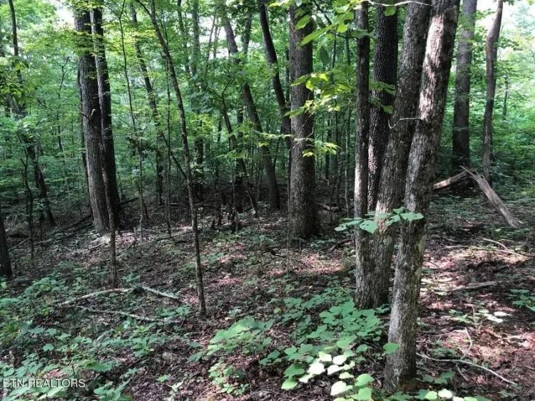 Untouched 44 acre gem in Grainger County, Thorn Hill