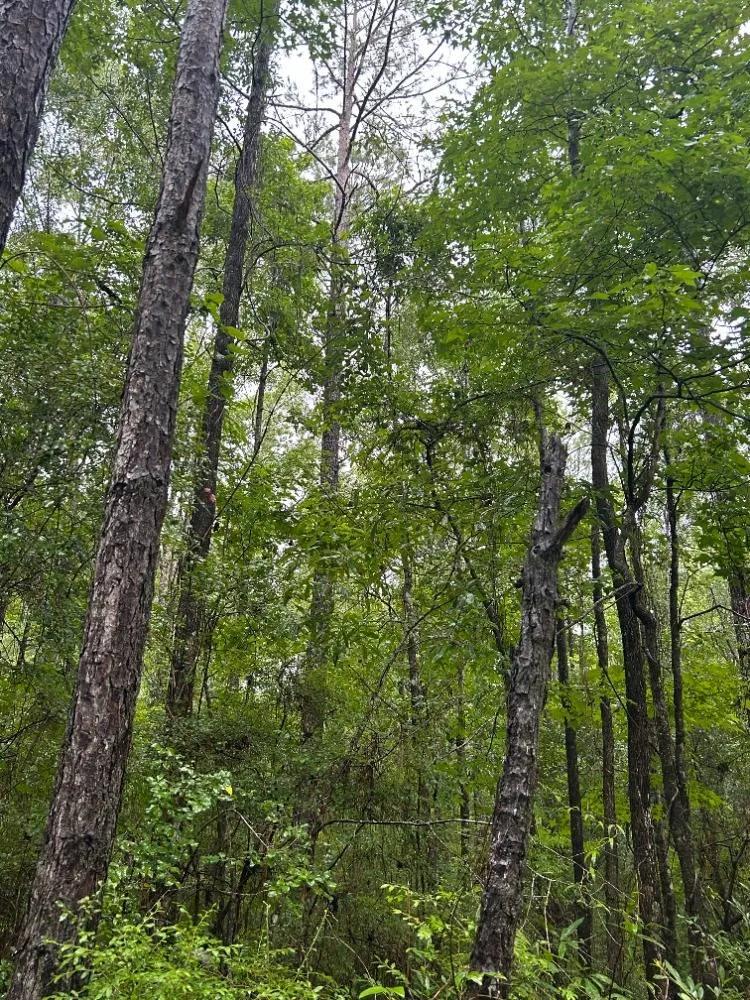 30.00 Acres at 0 Conecuh County Road 15