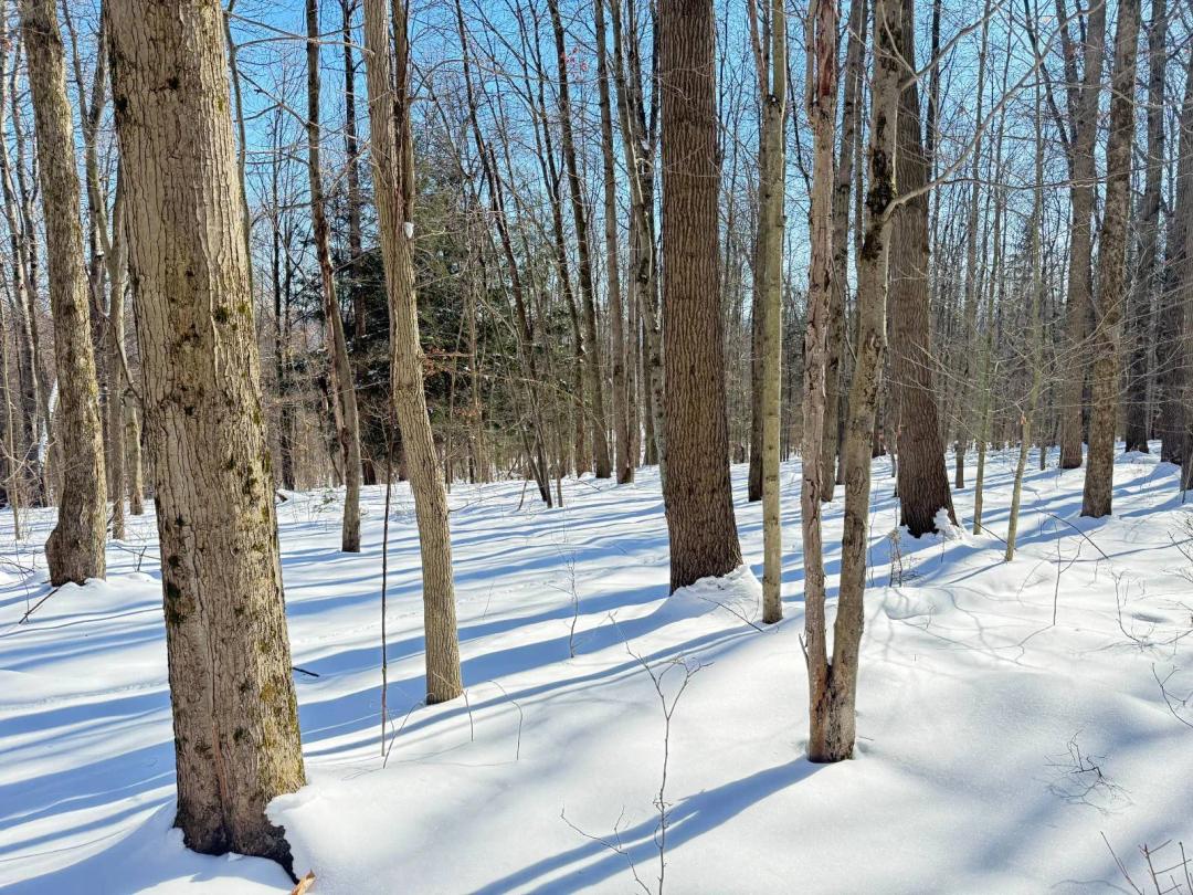 Scenic Small Tract with Mature Timber and Build Potential