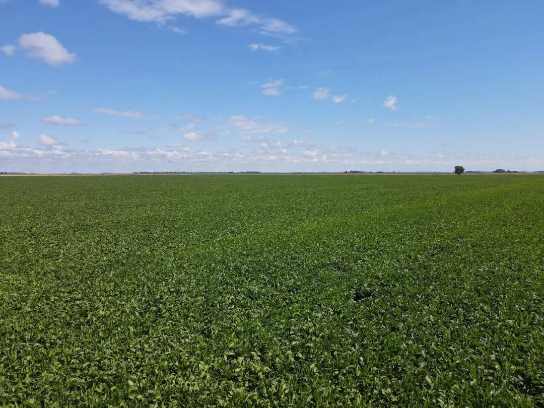 320 Acre Farmland Auction (Sold as 2 Tracts) in Norman County, MN.