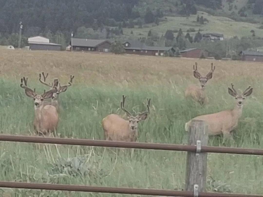 Middle Cottonwood Homestead