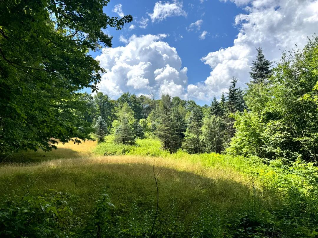 Stringer Brook Woods