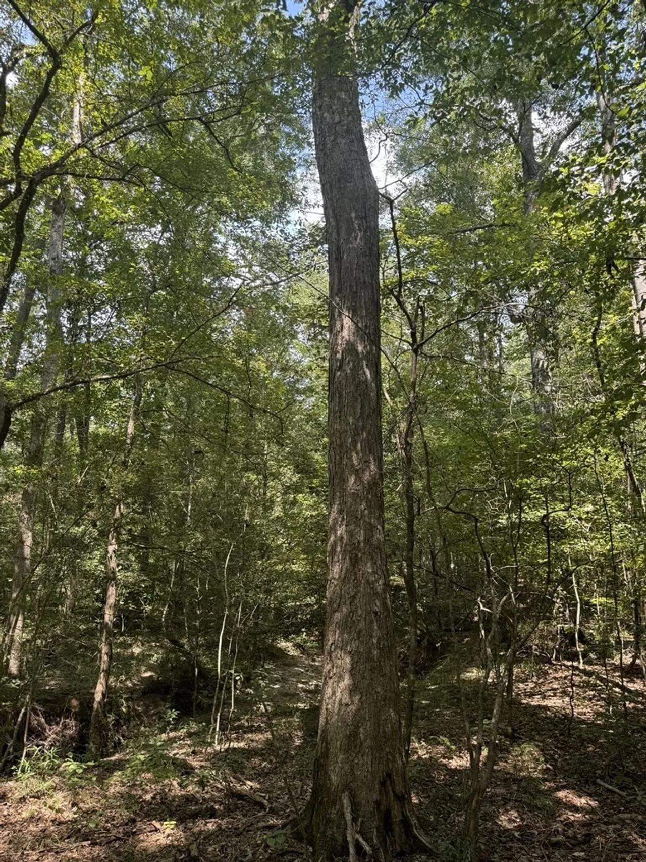 58781839-11
