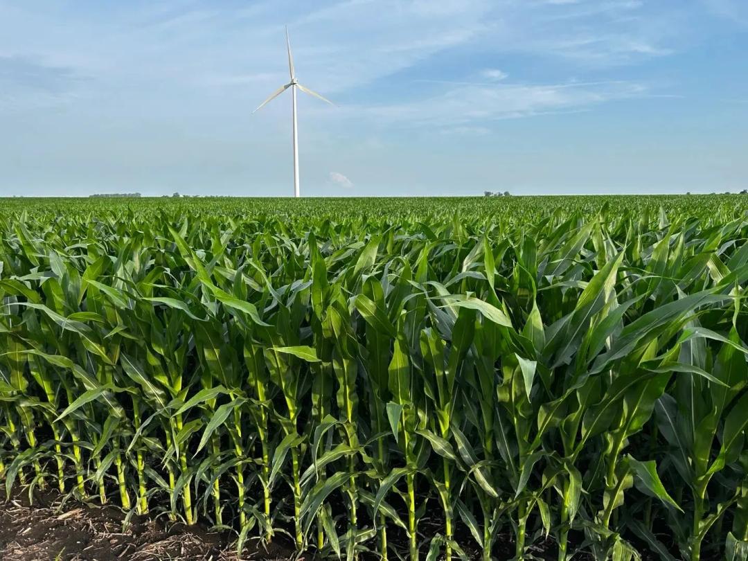 The Ringenberg Farmland Auction | 157.03 +/-  Acres | Livingston County, IL