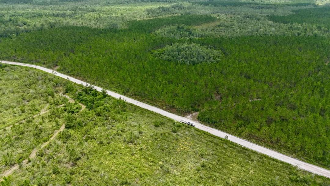 Fire Tower Pines – 250 Acres of Prime Hunting & Timberland in Ware County, GA