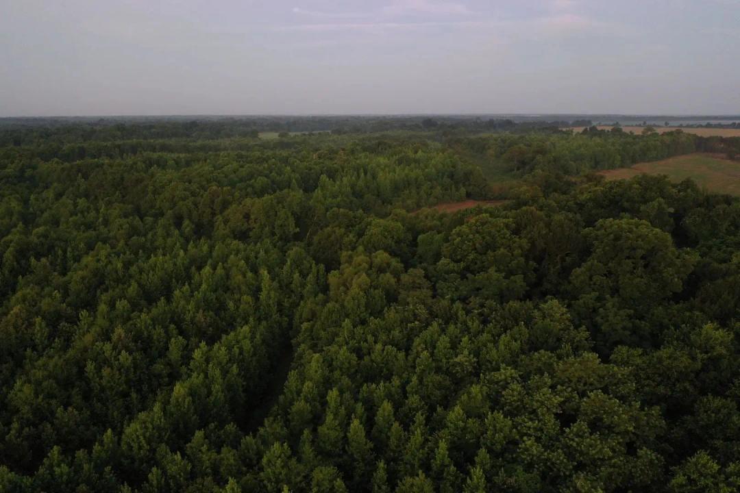 38.4 Acres in Tensas Parish, LA 