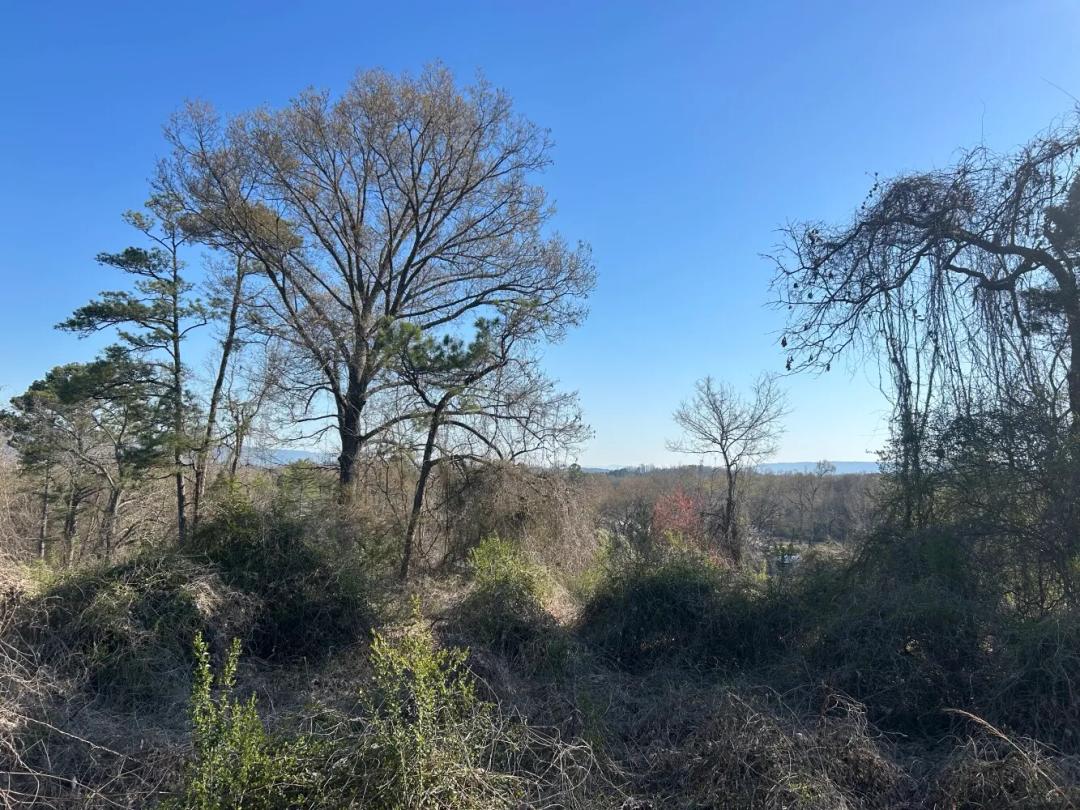 4.30 Acres at 0 County Road 135