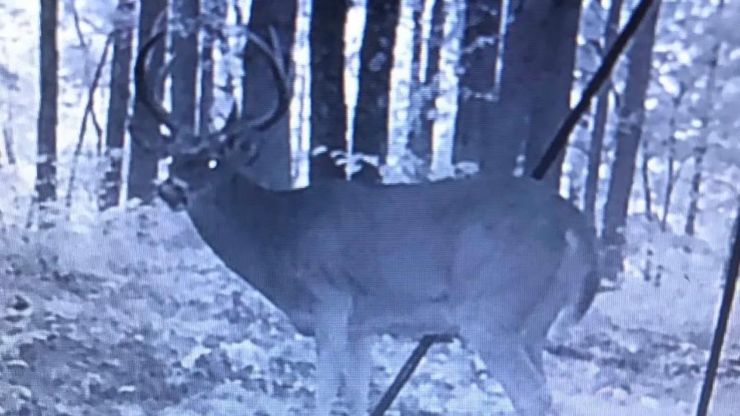 Texas Hollow Rd - Big Buck Sanctuary