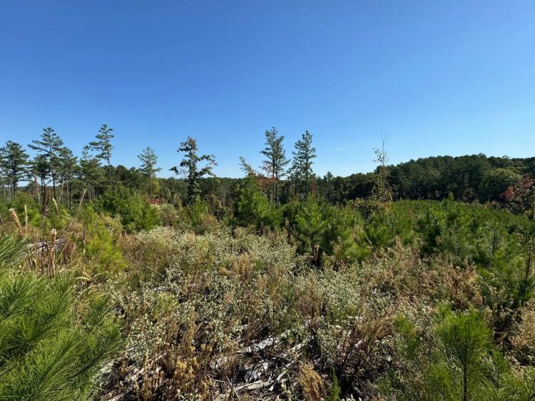 160.2 Acres in Yalobusha County, MS