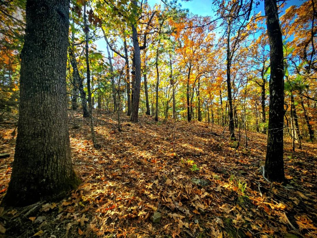 60 Acres - Exceptional Hunting &amp; Recreation Land in Southeast Ok