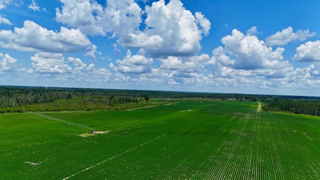 Premier 475 Acre +/- Blueberry and Row Crop Opportunity