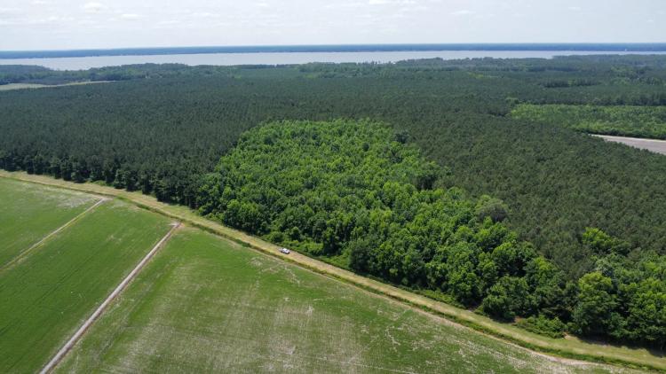 25 AC Timber & Hunting Tract Near Bath, NC - Secluded Gem