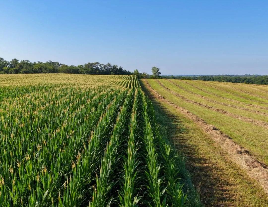 Listing #19616 - 168.07 acres in Greene County, IA