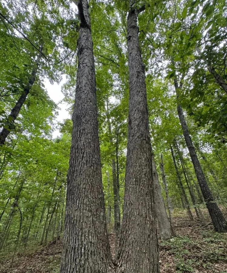 Secluded All Wooded Hunting And Rec Tract For Sale  ACREAGE 39 Acres +/-