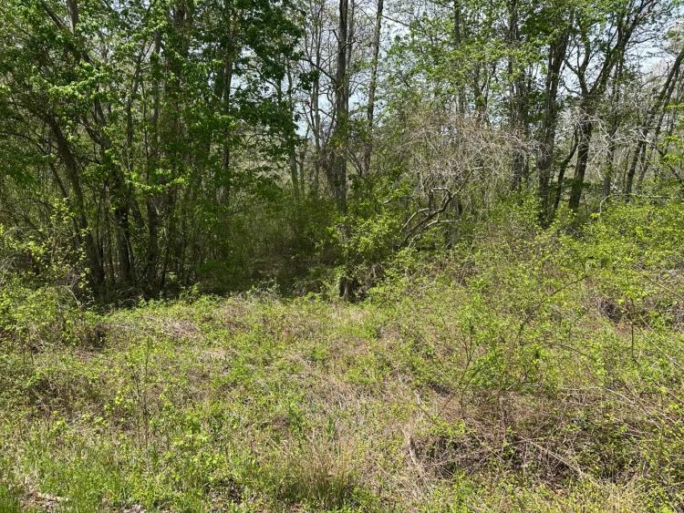 20.00 Acres at 0 Bayside Road