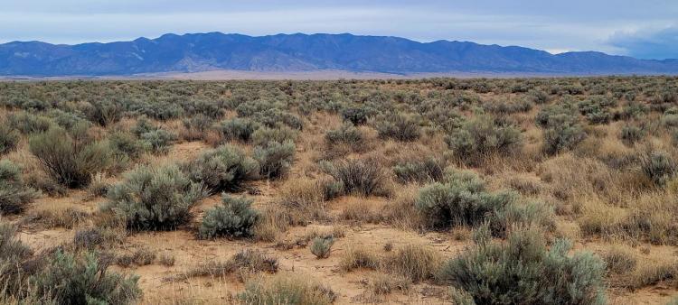 4 adjoining lots. 4 acres bordering Dry Wash. New Mexico desert land
