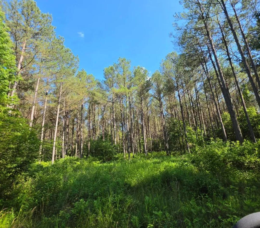 382.3 Acres in Choctaw and Winston County in McCool, MS