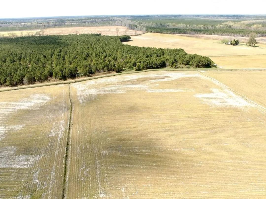 UNDER CONTRACT!!  109.79 acres of agricultural and timber land in Gates County NC!