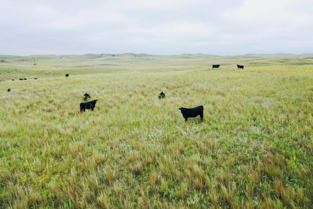 Downing County Line Rangeland