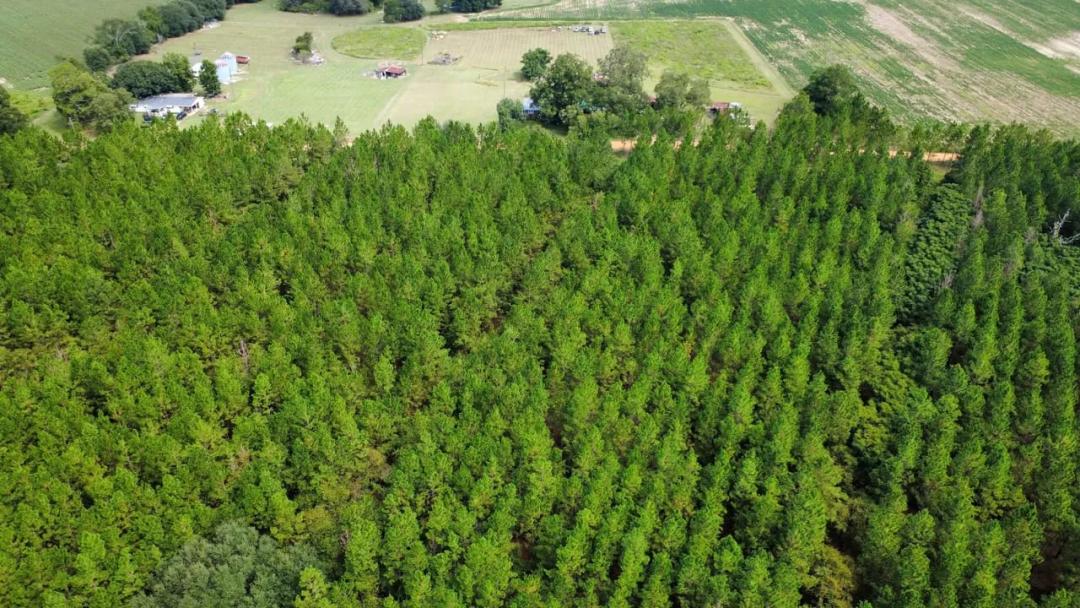 5 Acre Ben Hill County Country Homesite