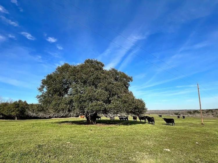 9785 Oilfield Rd Brenham TX 77833