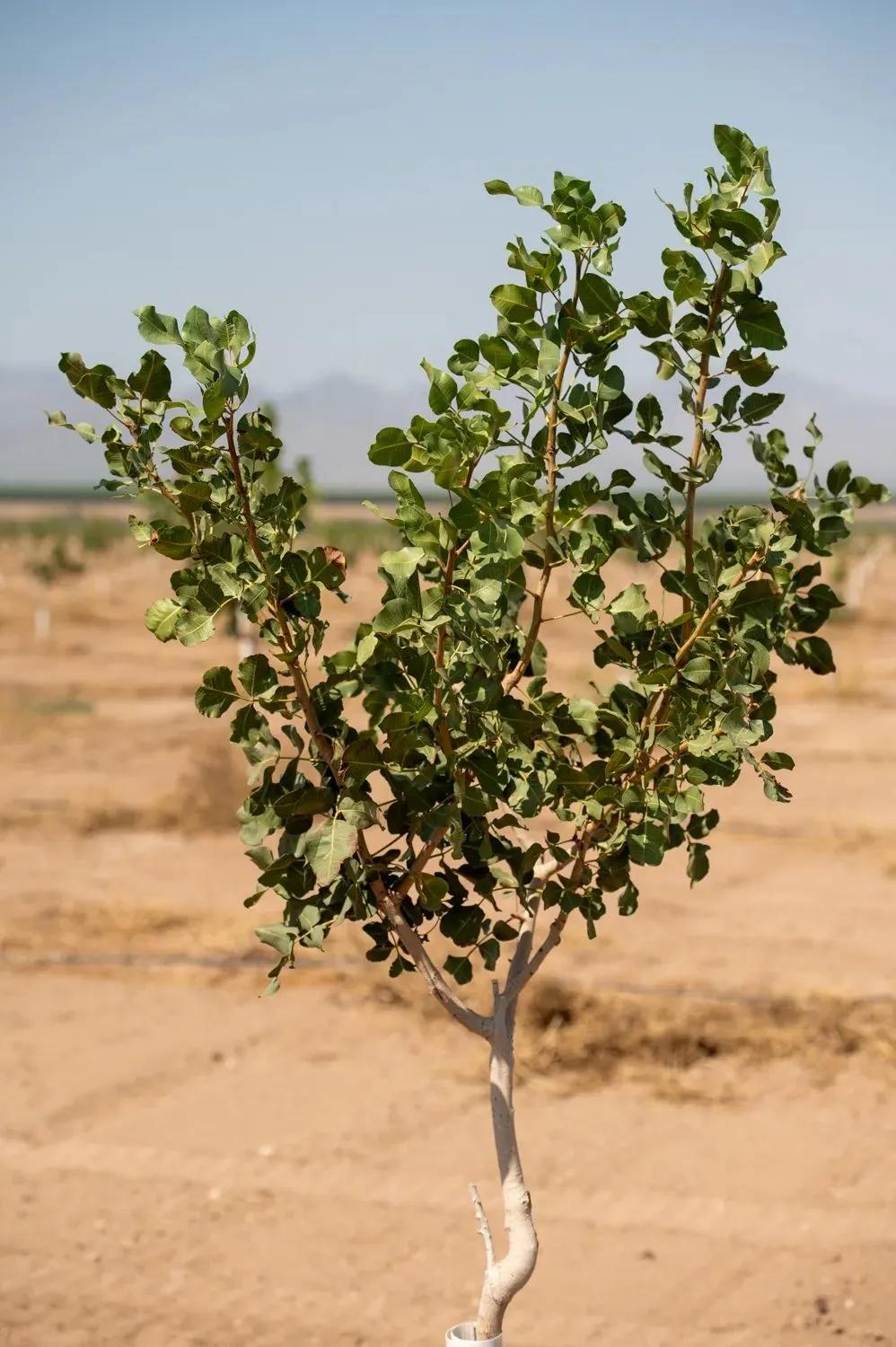 160+/- Ac of Prime Arizona Orchard Land — Planted to Pistachios 