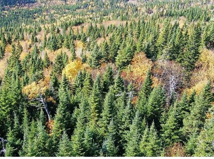 Remote Alaskan Wilderness - 1/2 mile from Hewitt Lake - Heavily treed