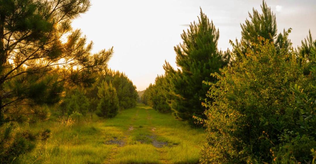 The Lime Creek Place - 244.400+/- Acres