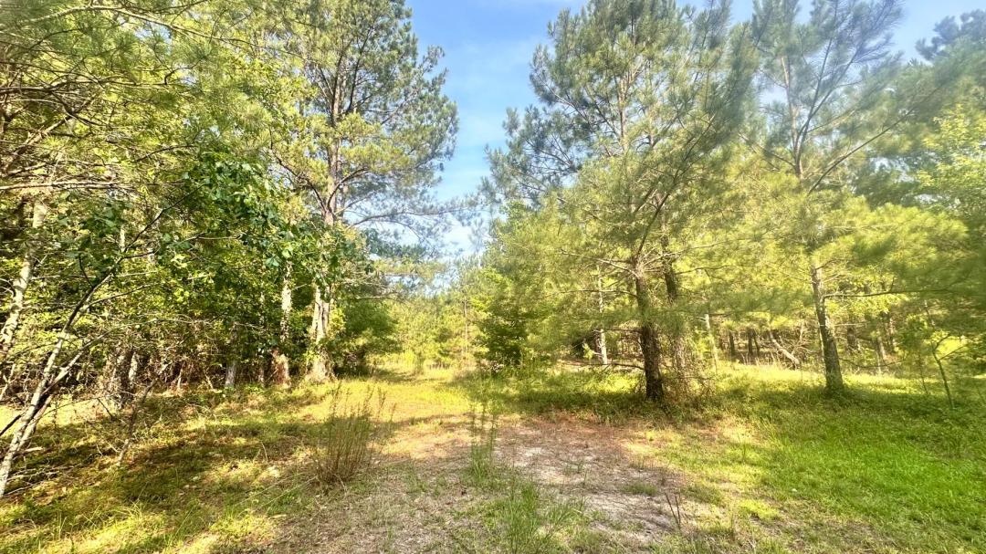 54.30 Acres at 320 Rabon Road