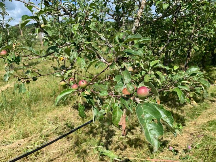 Organic Farm & Orchard