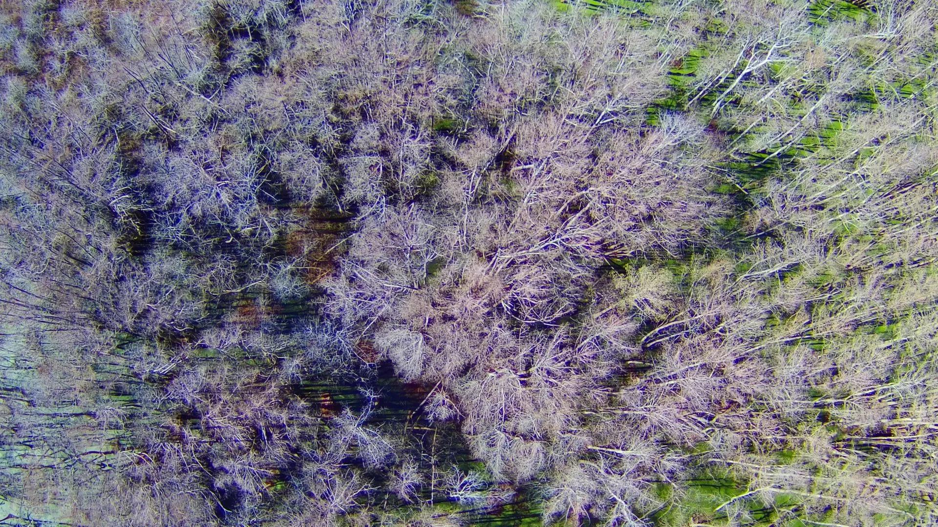 62127396-8