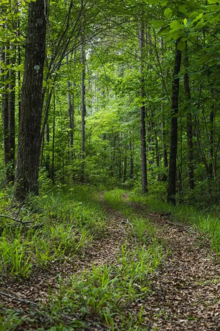 46.61 Acres in Hale County, AL 