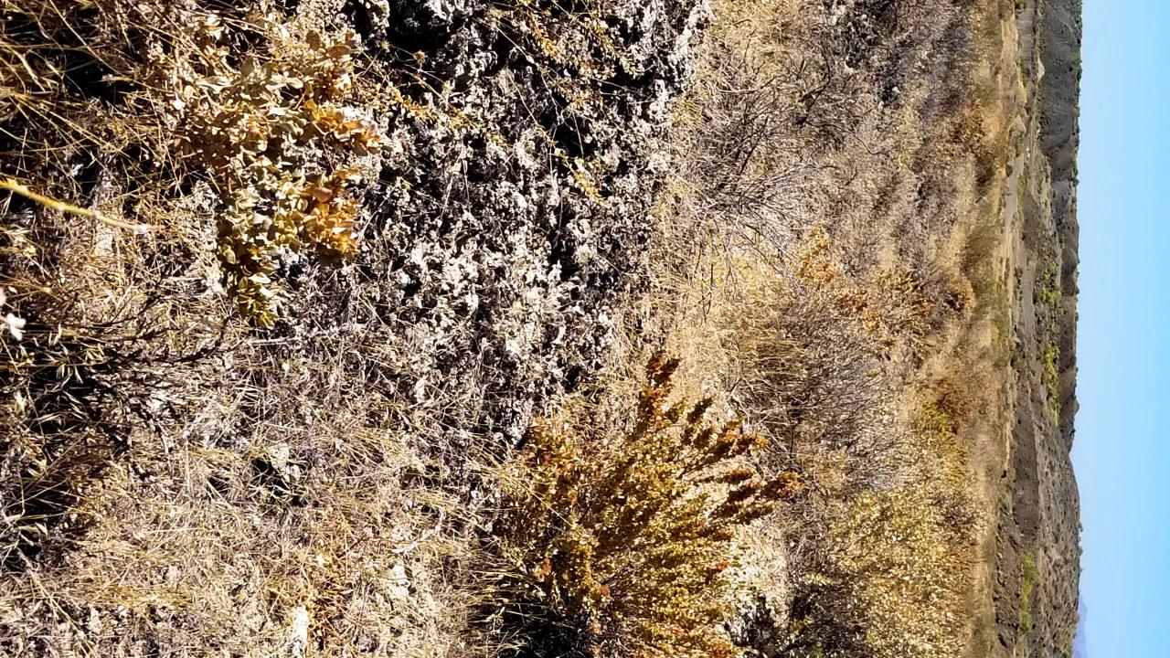 62372482-13