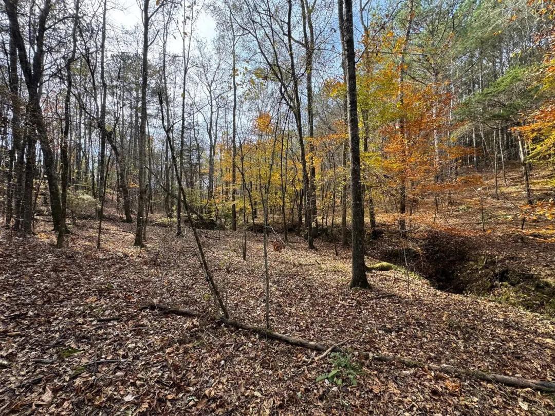 99 +/- Acres- Elbert County, Georgia