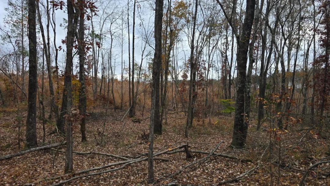 121.5 Acres in Attala County, MS 