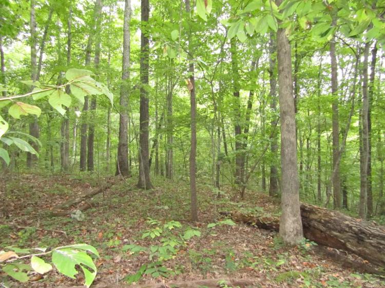 5.16ac Lot 15 Cheyenne Drive 