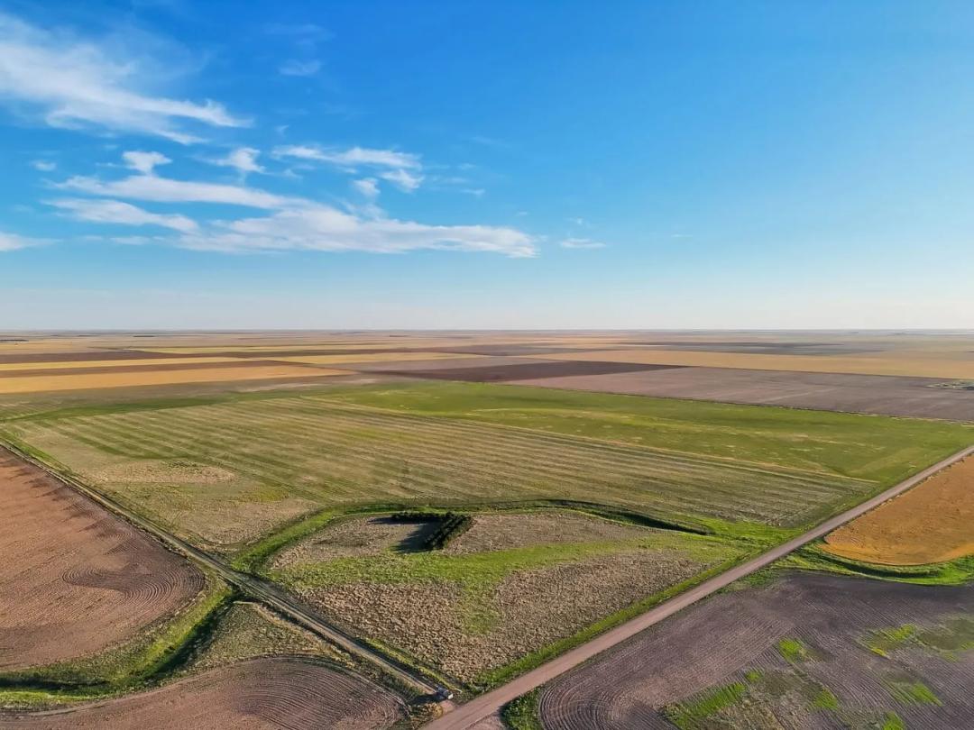 Hell Creek Expired CRP with Mature Shelter Belt